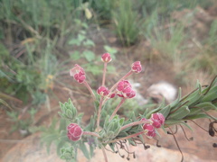 Zaluzianskya elongata