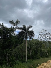 Roystonea borinquena