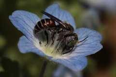Proteriades