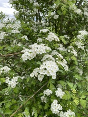 Crataegus monogyna