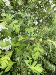 Crataegus monogyna