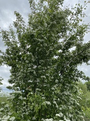 Crataegus monogyna