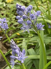 Hyacinthoides italica