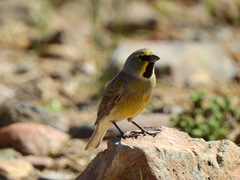 Melanodera xanthogramma