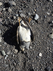 Thinocorus orbignyianus