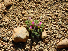 Oxalis adenophylla