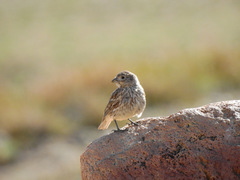 Melanodera xanthogramma