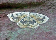 Cyclophora annularia