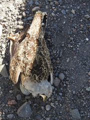 Thinocorus orbignyianus