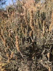 Seriphium cinereum