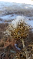 Cirsium undulatum undulatum