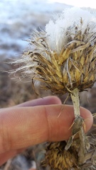Cirsium undulatum undulatum