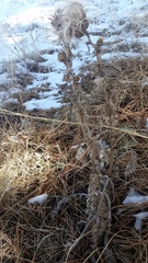 Cirsium undulatum undulatum