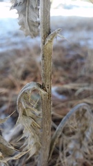 Cirsium undulatum undulatum