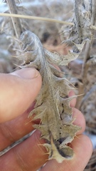 Cirsium undulatum undulatum