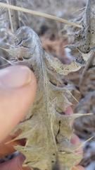 Cirsium undulatum undulatum