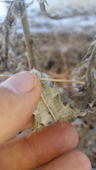 Cirsium undulatum undulatum