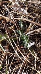 Cirsium undulatum undulatum