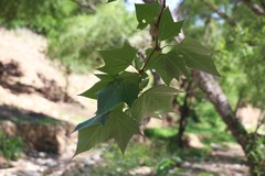 Platanus rzedowskii