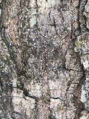 Parachnopeziza miniopsis