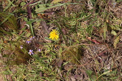 Cyanella hyacinthoides