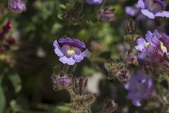 Chaenorhinum origanifolium