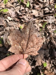 Parachnopeziza miniopsis