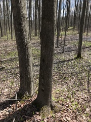 Parachnopeziza miniopsis