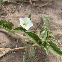 Ipomoea chloroneura