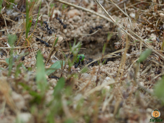 Aphaenogaster senilis