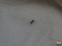 Aphaenogaster senilis