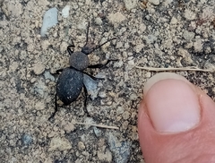 Cephalostenus orbicollis