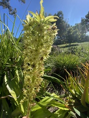 Eucomis comosa