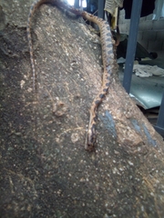 Leptodeira ashmeadii