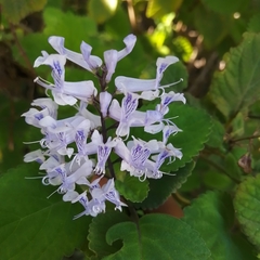 Plectranthus ernstii