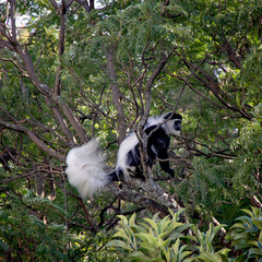 Colobus guereza matschiei