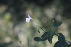 Rhinacanthus gracilis