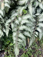 Athyrium niponicum