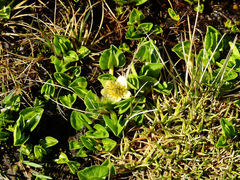 Caltha sagittata