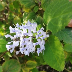 Plectranthus ernstii
