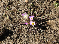 Calandrinia affinis