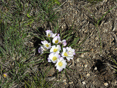 Calandrinia affinis