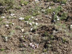 Calandrinia affinis