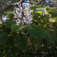 Plectranthus ernstii
