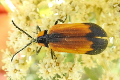Lycus palliatus