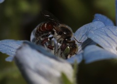 Proteriades