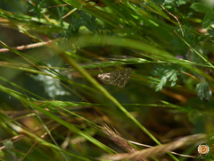 Evergestis frumentalis