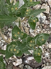 Mentzelia micrantha