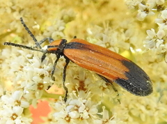 Lycus palliatus