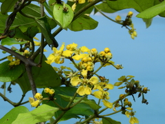 Stigmaphyllon ciliatum